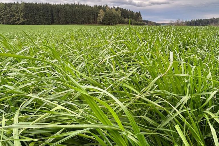 Blick über grüne Wiese zum Wald