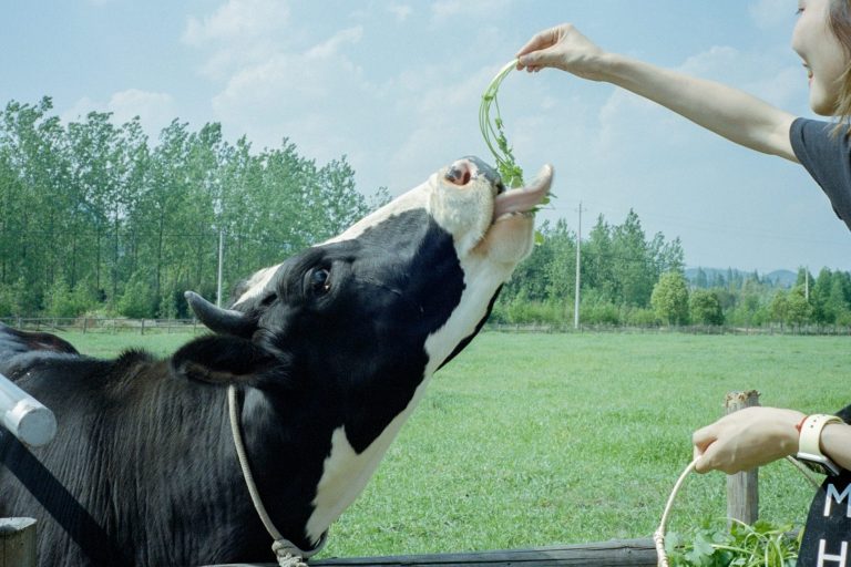 Frau füttert Kuh mit Gras