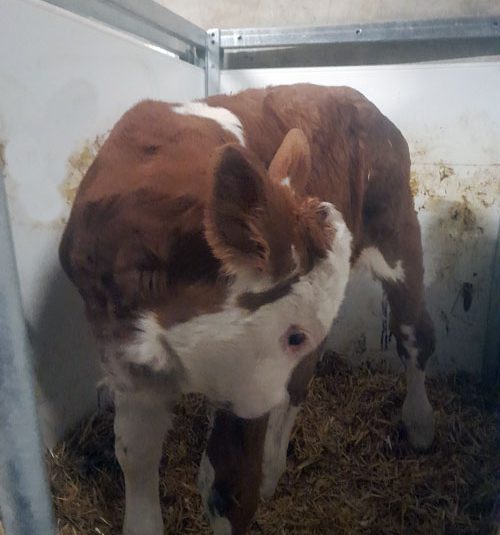 Kalb in der Box