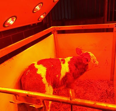 Neugeborenes Kalb unter Solarium