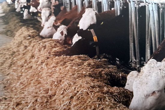 Kühe im Stall beim Fressen