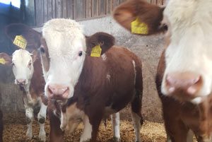 Kalb wenige Wochen alt